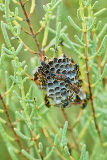 Wasps