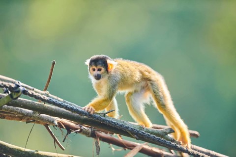 Common squirrel monkey