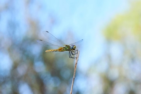 Red-veined darter