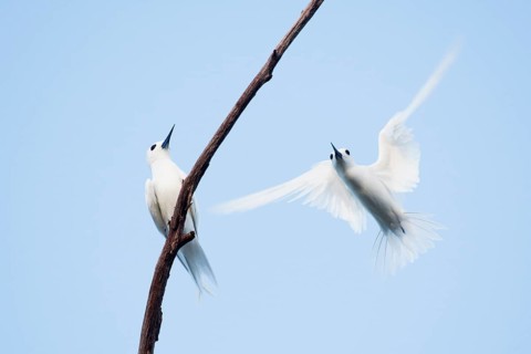 White terns