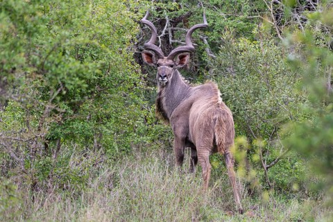 Zambezi greater kudu