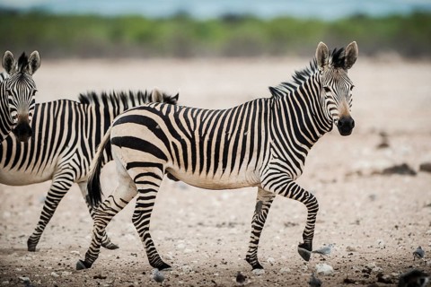 Hartmann's mountain zebra