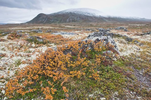 Dwarf birch