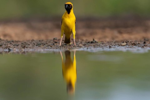 Southern masked weaver