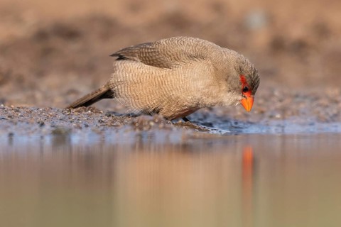 Common waxbill