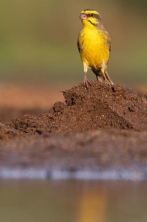 Yellow-fronted canary