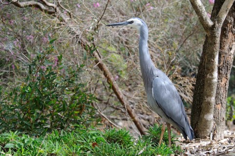 White-faced heron