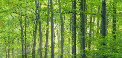 Sunny beech forest in the warm light of the morning sun