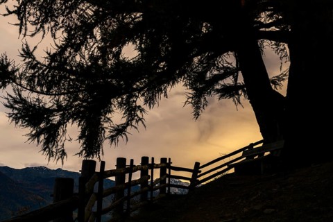 Old fence with large tree as silhouette at sunset