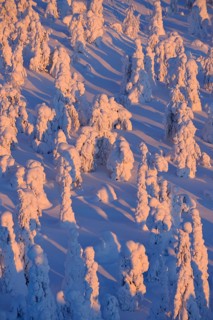 Snow covered trees at sunrise