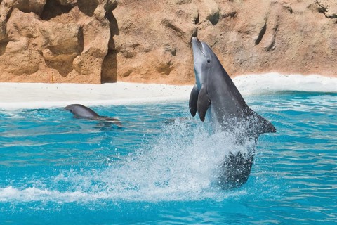 Bottlenose dolphin