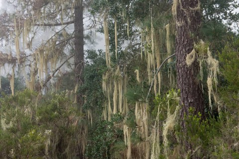 Canary island pine
