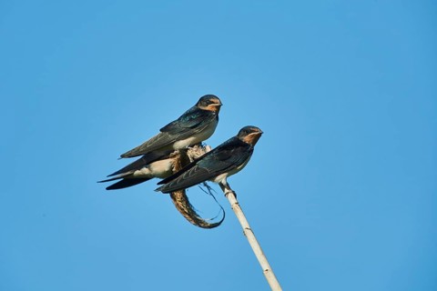 Barn swallow