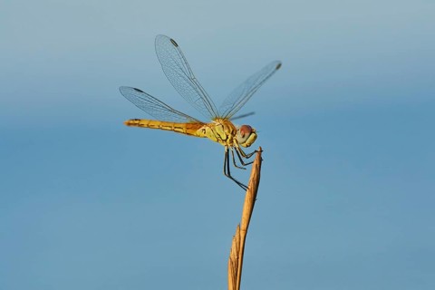 Red-veined darter