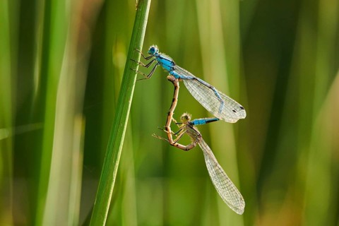 Azure damselfly