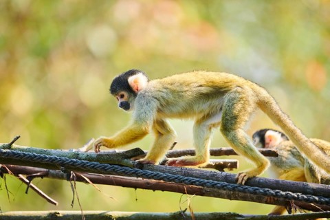Common squirrel monkey