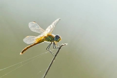Red-veined darter