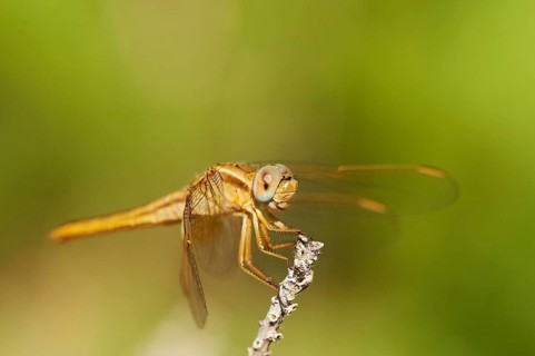 Red-veined darter