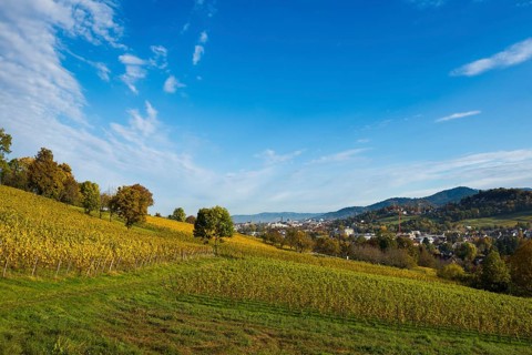 Vineyard in autumn