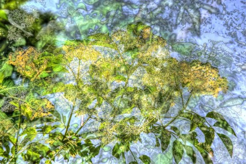 Elder