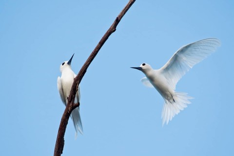 White terns