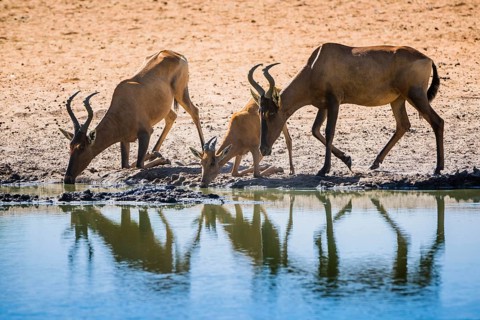 Red hartebeest