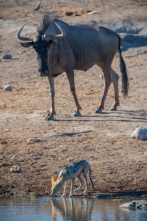 Black-backed jackal
