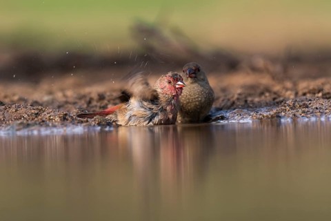 Red-billed firefinch