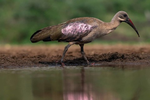 Hagedash Ibis