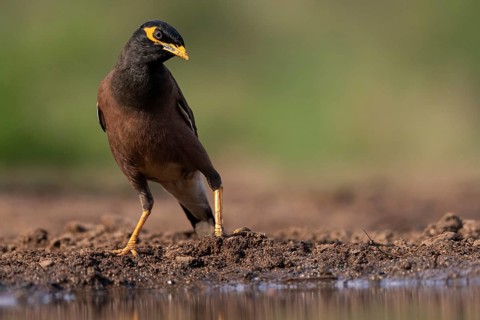 Shepherd mynah