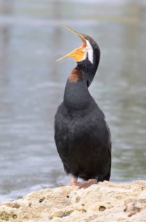 Darter