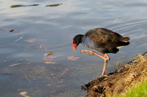 Purple partridge