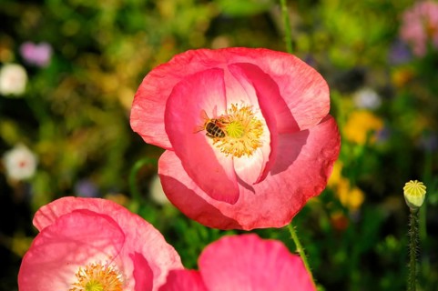 Pink or salmon-coloured flower of corn poppy hybrids