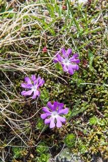 Purple flowers