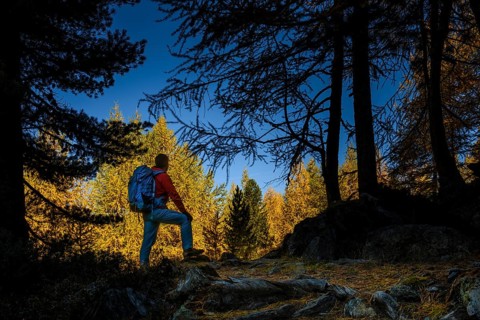 Mountaineer in front of autumnal larch