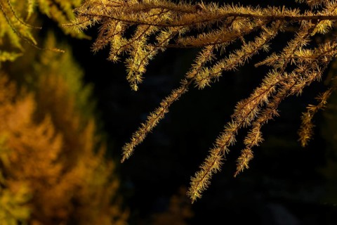 Autumnal yellow larch