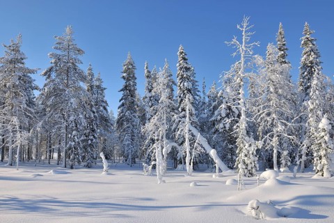 Snow covered trees in winter