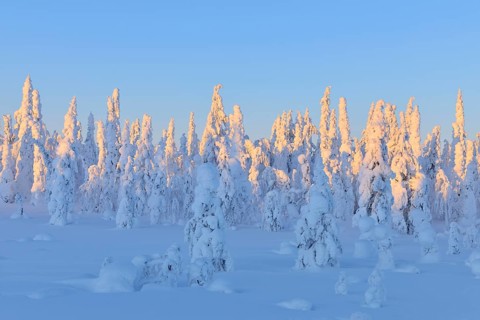 Snow covered winter landscape