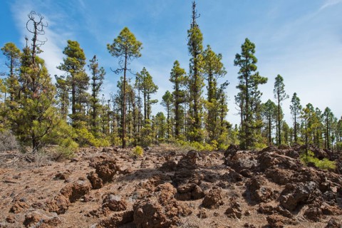 Canary island pines