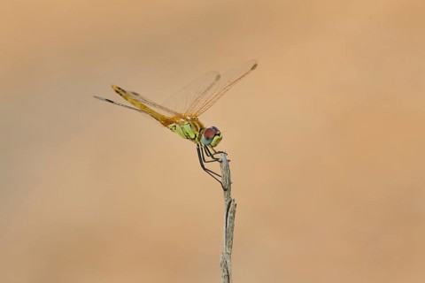 Red-veined darter