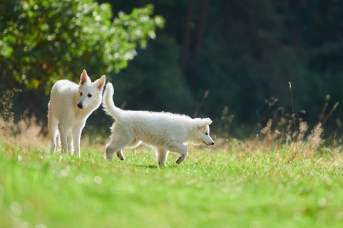 White Swiss Shepherd Dog