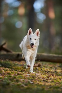 White Swiss Shepherd Dog