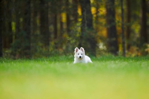 White Swiss Shepherd Dog