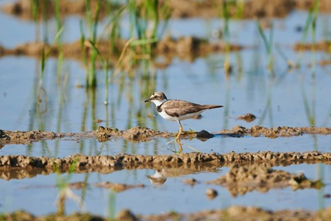 Common ringed plover