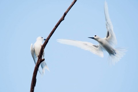 White terns