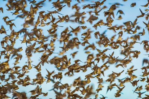 A mega flock of red-billed quelea