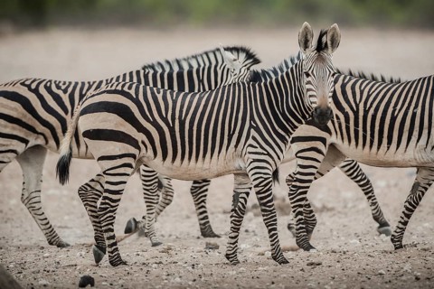 Hartmann's mountain zebra