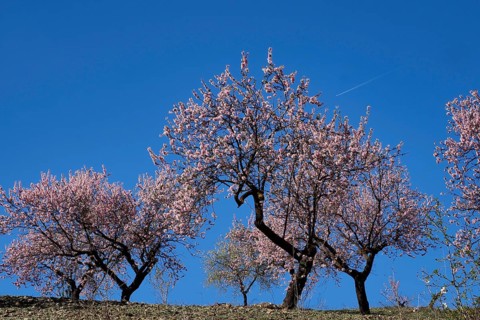 Blooming almond plantation with blue sky and aeroplane