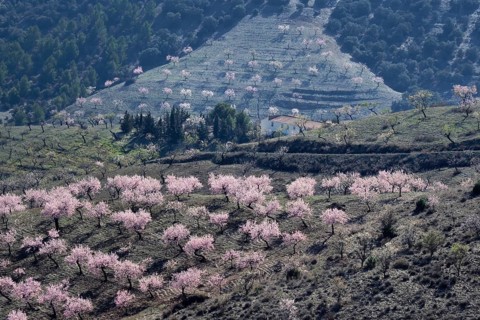 Several almond trees in blossom on mountain slope