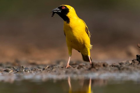 Southern masked weaver